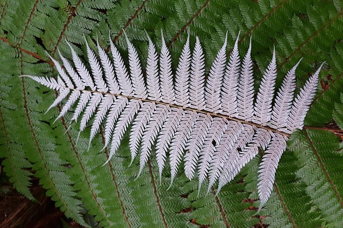 Hike New Zealands Finest Forest - Whirinaki Forest - Tour Inclusions