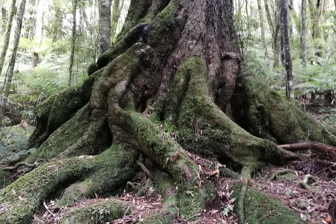 Hike New Zealands Finest Forest - Whirinaki Forest - Accessibility and Requirements
