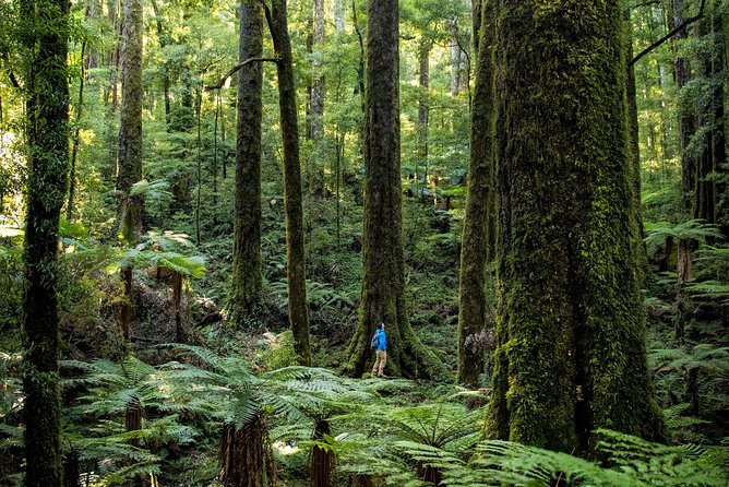 Hike New Zealands Finest Forest - Whirinaki Forest - Guest Reviews and Ratings