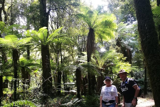 Hike New Zealands Finest Forest - Whirinaki Forest - Booking and Contact