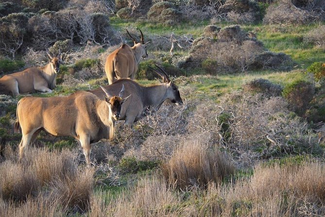 Hike Private Cape of Good Hope, Cape Point & Penguins Full Day - Included in the Tour