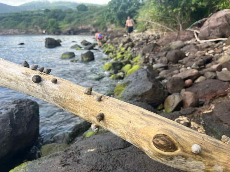Hike St. Kitts: Sea Glass Discovery at Volcanic Beach - Value and Cost