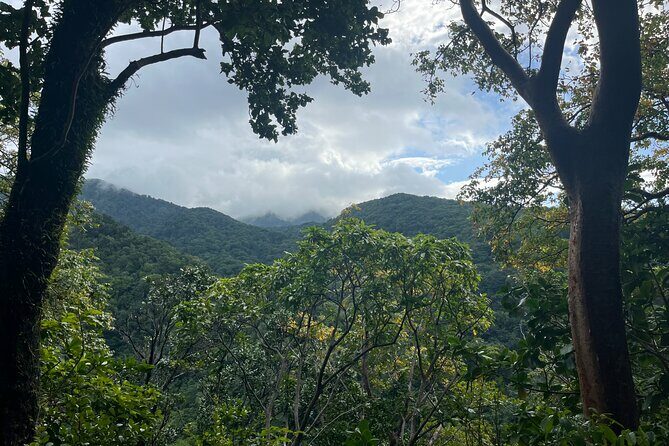 Hike St Kitts: Wingfield Rainforest and Romney Experience - Key Points