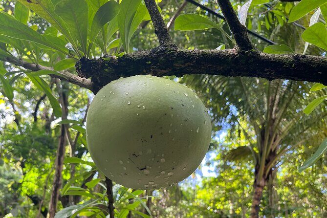 Hike St Kitts: Wingfield Rainforest and Romney Experience - Authenticity and Local Flavor