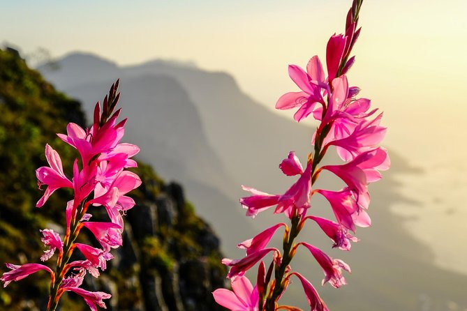 Hike Table Mountain via the India Venster Trail - Schedule and Availability