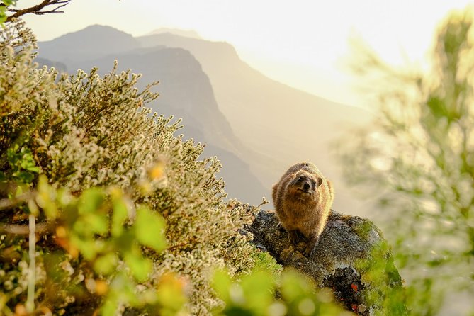 Hike Table Mountain via the India Venster Trail - Reviews and Feedback