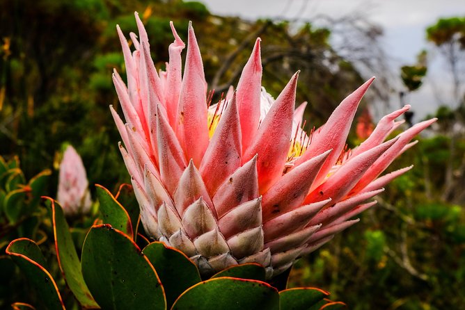 Hike Table Mountain via the India Venster Trail - Navigating Challenges