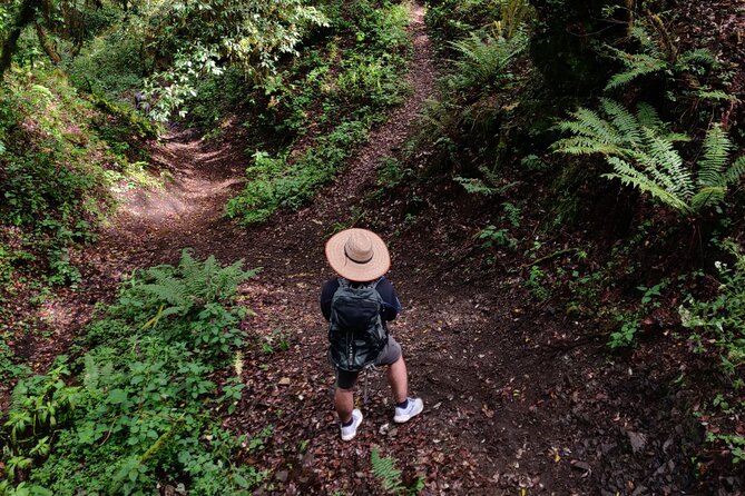 Hike Through the Forest of the Sierra Norte De Oaxaca - Key Points