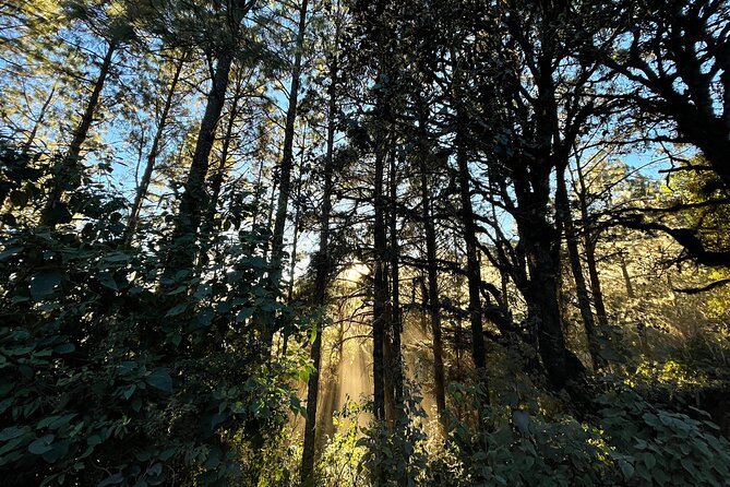 Hike Through the Forest of the Sierra Norte De Oaxaca - Included Amenities