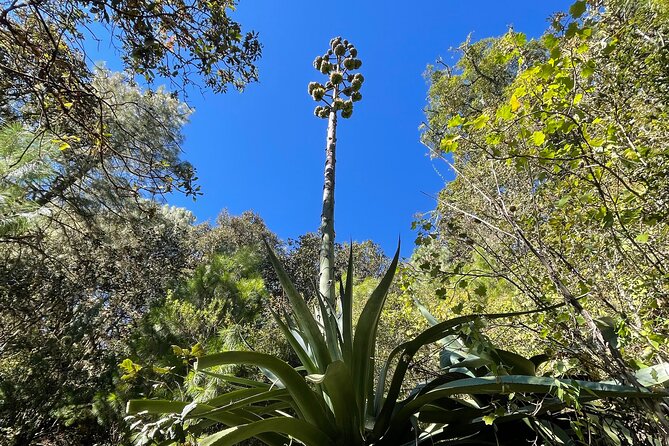 Hike Through the Forest of the Sierra Norte De Oaxaca - Terrain and Elevation Gain