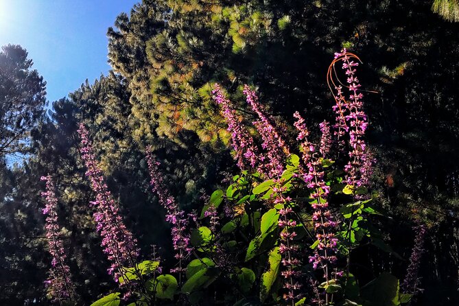 Hike Through the Forest of the Sierra Norte De Oaxaca - Preparing for the Adventure