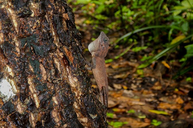 Hike to Elephant Beach Exploring Tropical Flora and Fauna - Exploring the Mangrove Forest