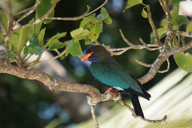 Hike to Elephant Beach Exploring Tropical Flora and Fauna - Taking in the Tropical Jungle