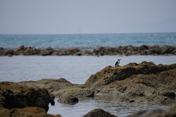 Hike to Elephant Beach Exploring Tropical Flora and Fauna - Thrilling Water Sports Opportunities