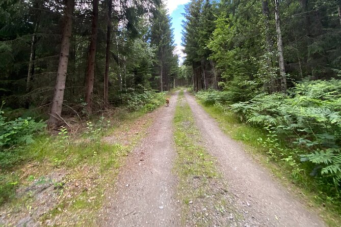 Hike With Wild Forage Surviving Tips and Local Lunch at the Lake - Health and Accessibility