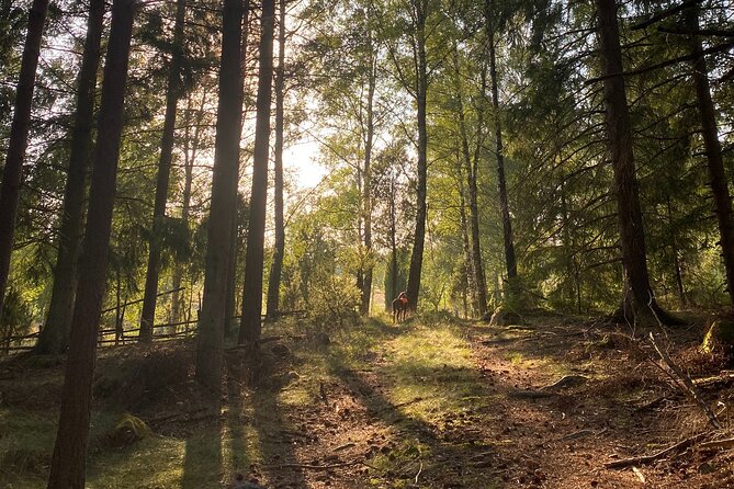 Hike With Wild Forage Surviving Tips and Local Lunch at the Lake - Local Lunch at the Lake