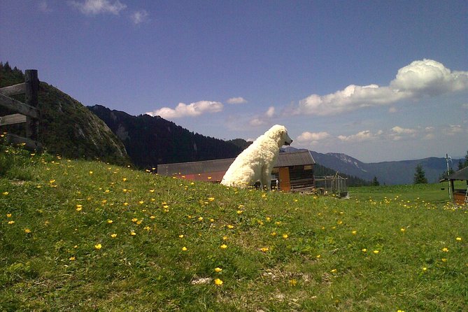 Hiking : 7 Ladders Canyon -Piatra Mare Mountain From Brasov - Tour Confirmation and Reviews