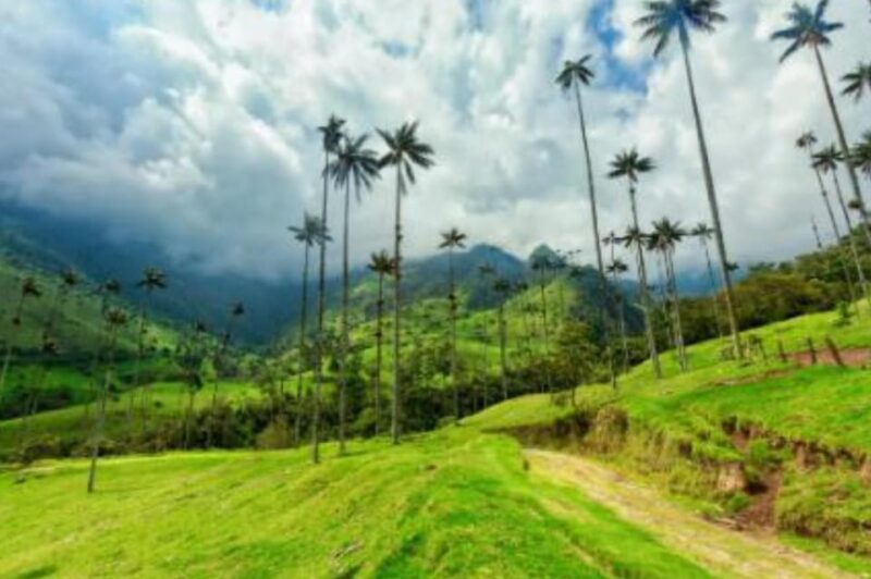 Hiking Acaime – Cocora Valley Private Full Day - Inclusions
