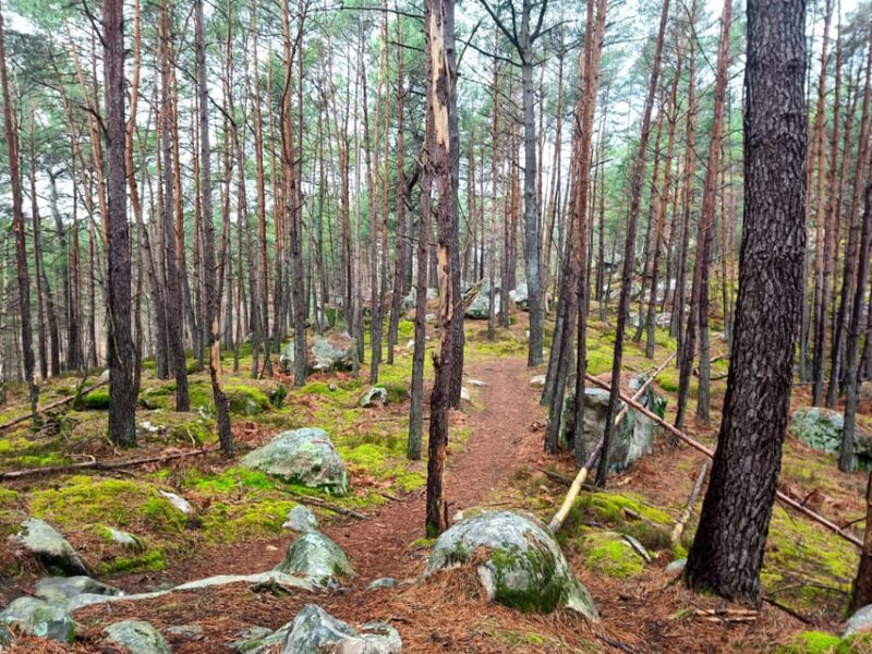 Hiking Adventure in the Fontainebleau Forest - Inclusions and Requirements