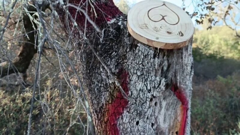 Hiking Adventure in the Magical Forest of La Zaurdilla - The Magic Forest