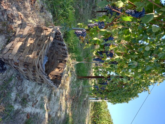 Hiking and Wine Tour Starting From Alba - Starting Location and Duration