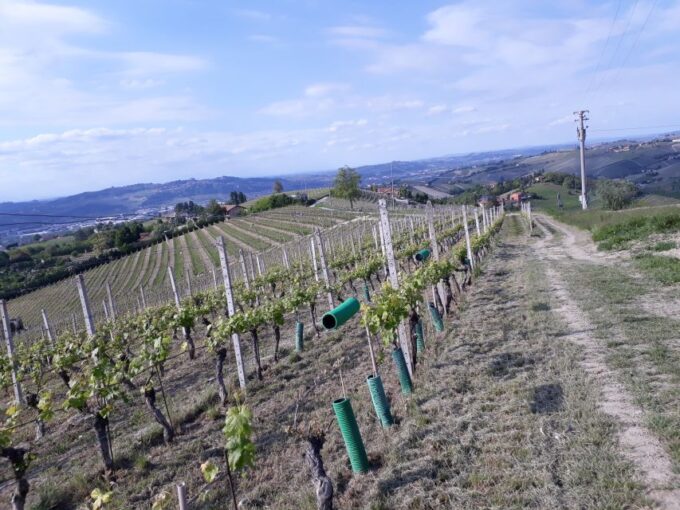Hiking and Wine Tour Starting From Alba - Wine Tasting and Local Products