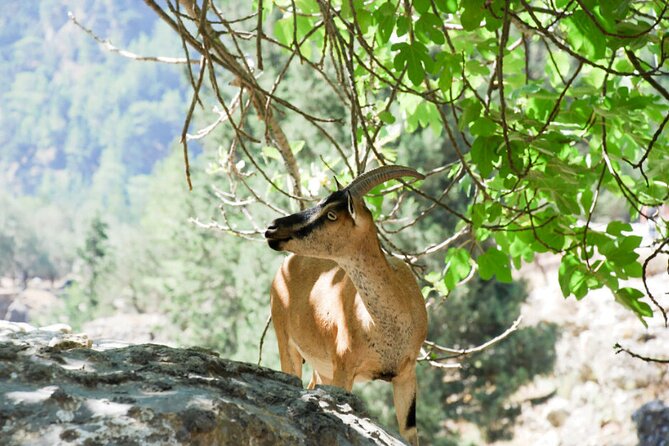 Hiking at Samaria, the Longest Gorge in Europe! From Heraklion - Highlights of the Samaria Gorge