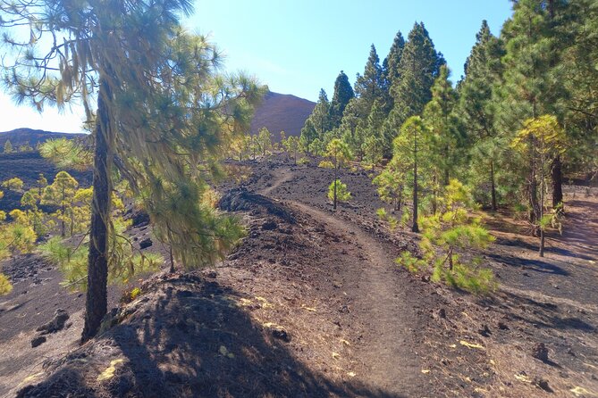 Hiking Classic Tenerife - Meeting Point and Pickup