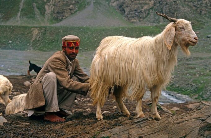 Hiking Day Tour to Triund From Dharamshala - Frequently Asked Questions