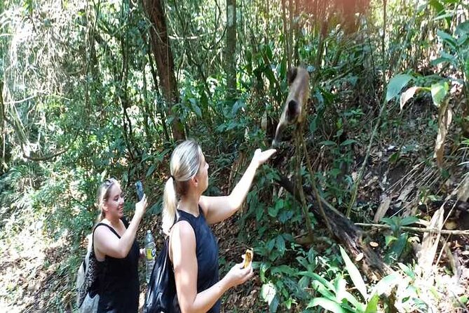 Hiking Ecotour Jaraguá Park – Incredible Rain Forest Landscapes In São Paulo - Highlights of the Private Hiking Tour