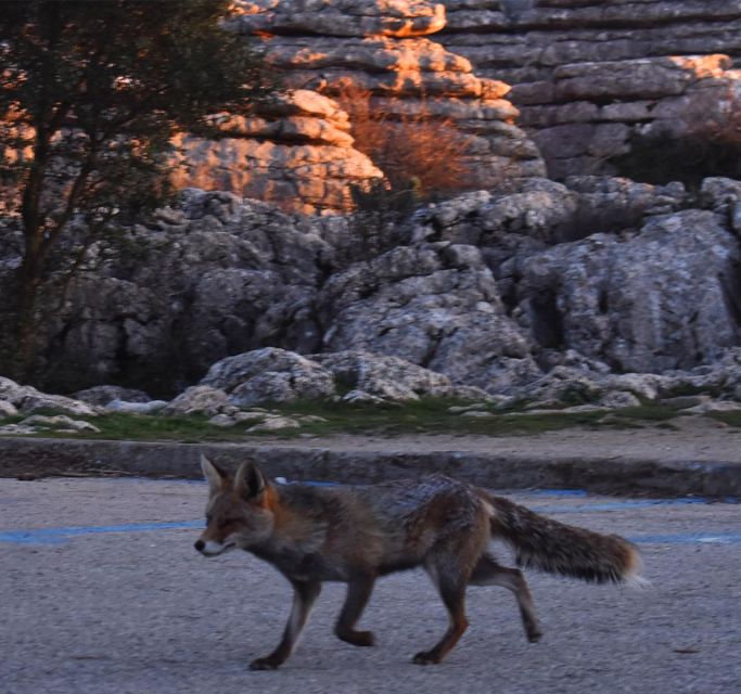 Hiking El Torcal De Antequera (From Granada) - Highlights of the Trail