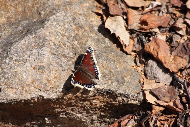 Hiking Expedition at Angel Rocks - Pickup and Transportation Options