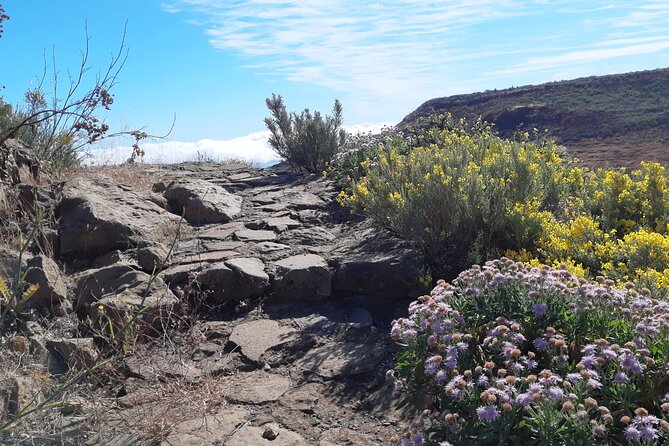 Hiking Experience in the North of Gran Canaria - Tour Inclusions and Highlights
