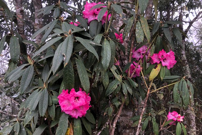 Hiking Fansipan in 1 Day - Health and Fitness Requirements