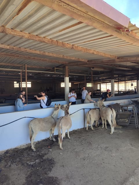 Hiking From Antigua to Betancuria - Pickup Locations