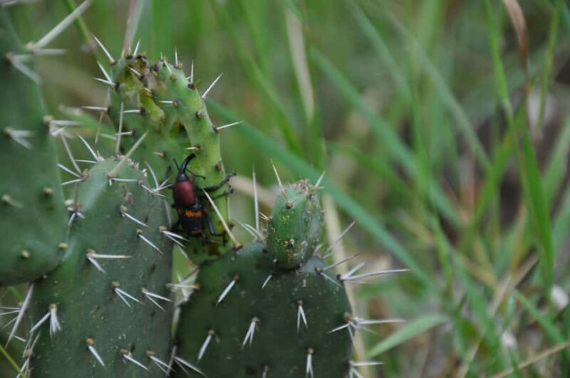 Hiking in Benito Juárez National Park - Key Points