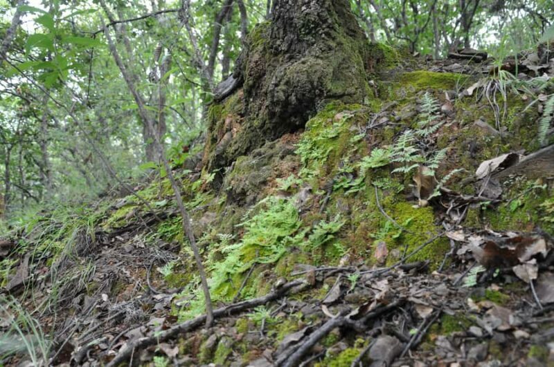 Hiking in Benito Juárez National Park - Authentic Experiences and Unique Insights