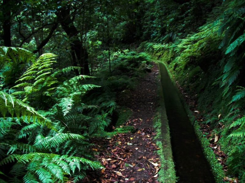 Hiking in Madeira: the Serene Levada Do Rei Experience - Highlights of the Experience
