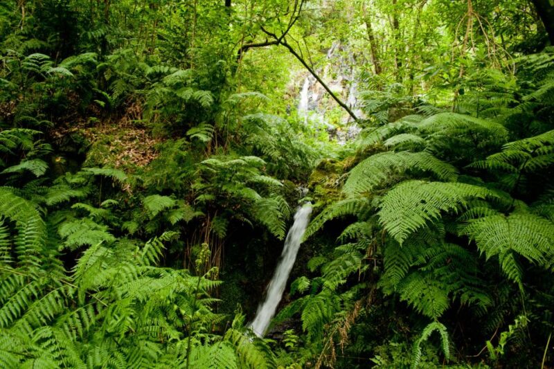 Hiking in Madeira: the Serene Levada Do Rei Experience - Included in the Tour