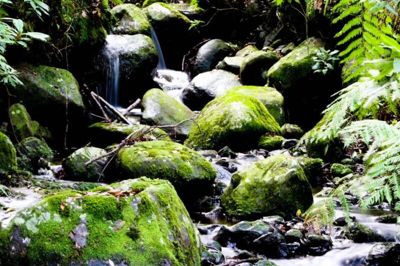 Hiking in Madeira: the Serene Levada Do Rei Experience - Considerations for Bookings