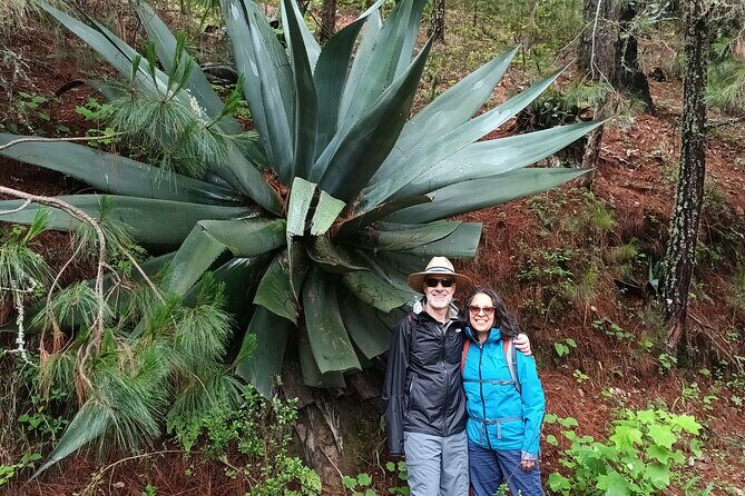 Hiking in Sierra Norte the most spectacular trails in Oaxaca - An In-Depth Look at the Experience