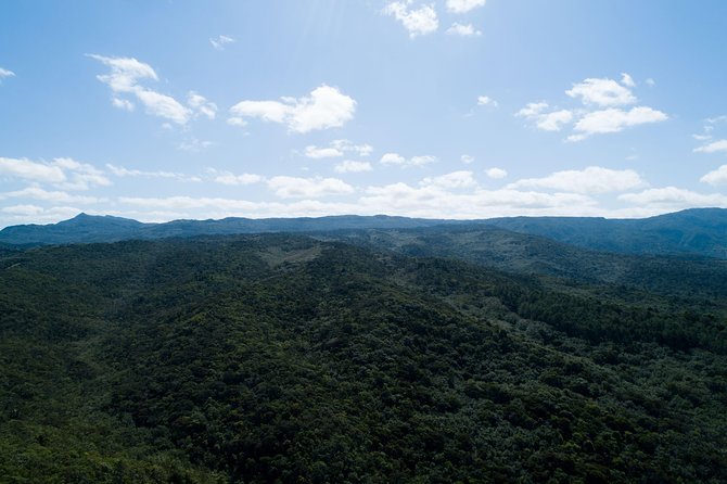 Hiking in the Black River Gorges National Parc - Native Forest - Personalized Guided Hiking Experience