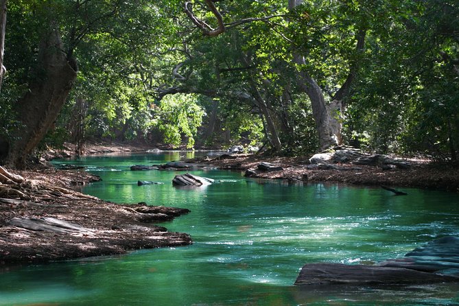 Hiking in the Black River Gorges National Parc - Native Forest - Cancellation Policy and Weather Conditions