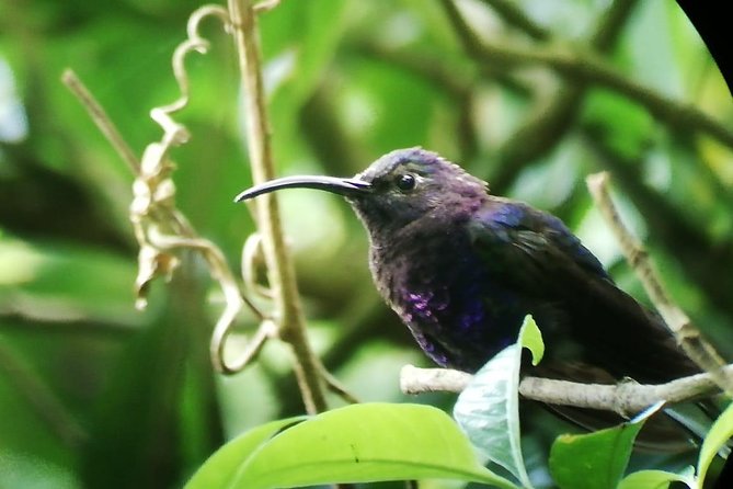Hiking in the Cloud Forest - Location and Type