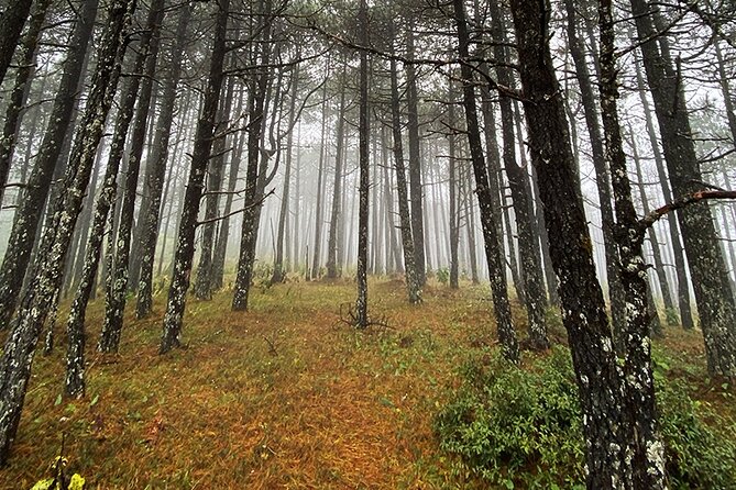Hiking in the Enchanted Forest of Ixtepeji With Rescue Dogs - Amenities and Inclusions Overview