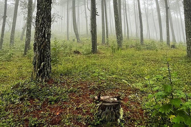 Hiking in the Enchanted Forest of Ixtepeji With Rescue Dogs - Health and Accessibility Details