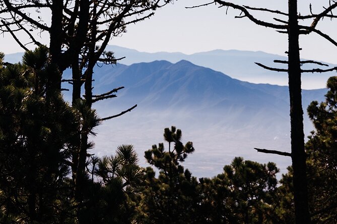 Hiking in the Enchanted Forest of Ixtepeji With Rescue Dogs - Oaxaca Citys Natural Wonders