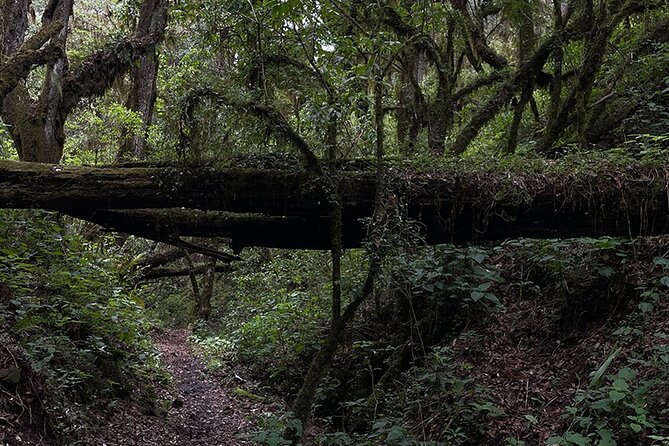 Hiking in the Enchanted Forest of Ixtepeji With Rescue Dogs - Unparalleled Hiking Experience Awaits