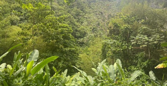 Hiking in the Rainforest, Waterfall, Black Sand Beach - Frequently Asked Questions