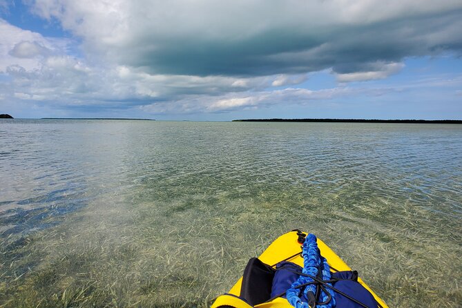 Hiking + Kayaking Tour in Everglades National Park W/ Wet Walk! - Encountering Everglades Wildlife